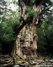 Giant tree in Yakushima